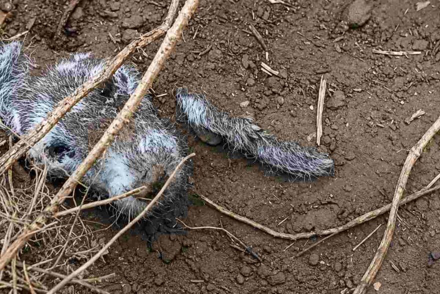 cane sotto terra