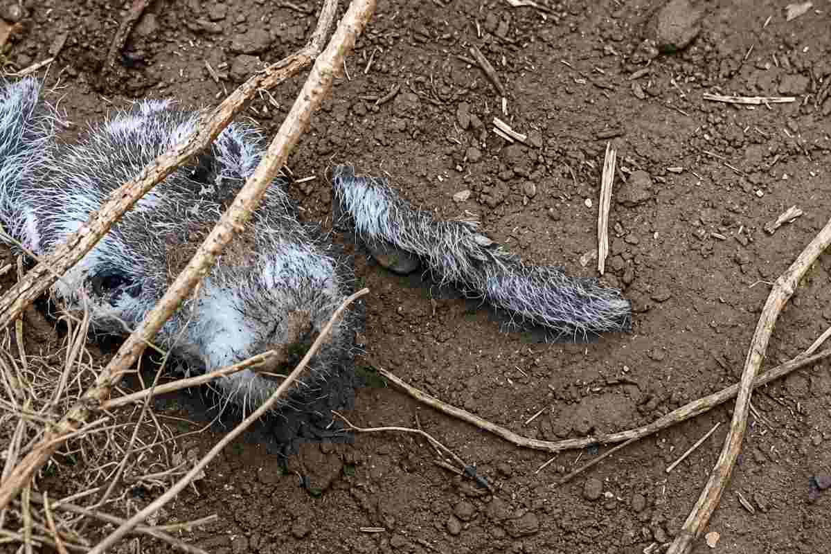 cane sotto terra