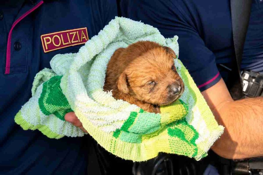 cane cucciolo