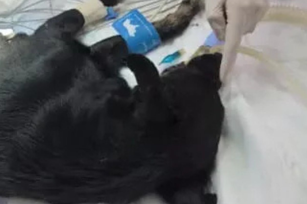 Legata vicino ai binari e travolta da un treno, Judy ha commosso il mondo con la sua rinascita