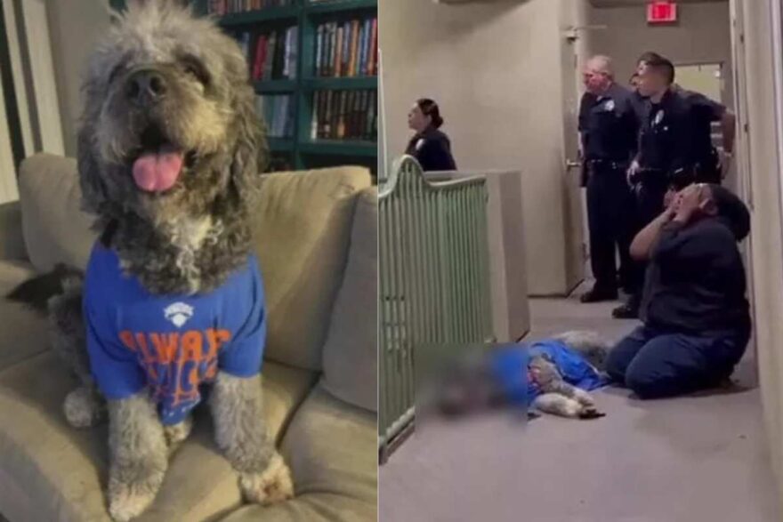 cane ucciso dai poliziotti