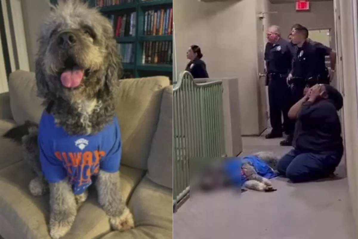 cane ucciso dai poliziotti