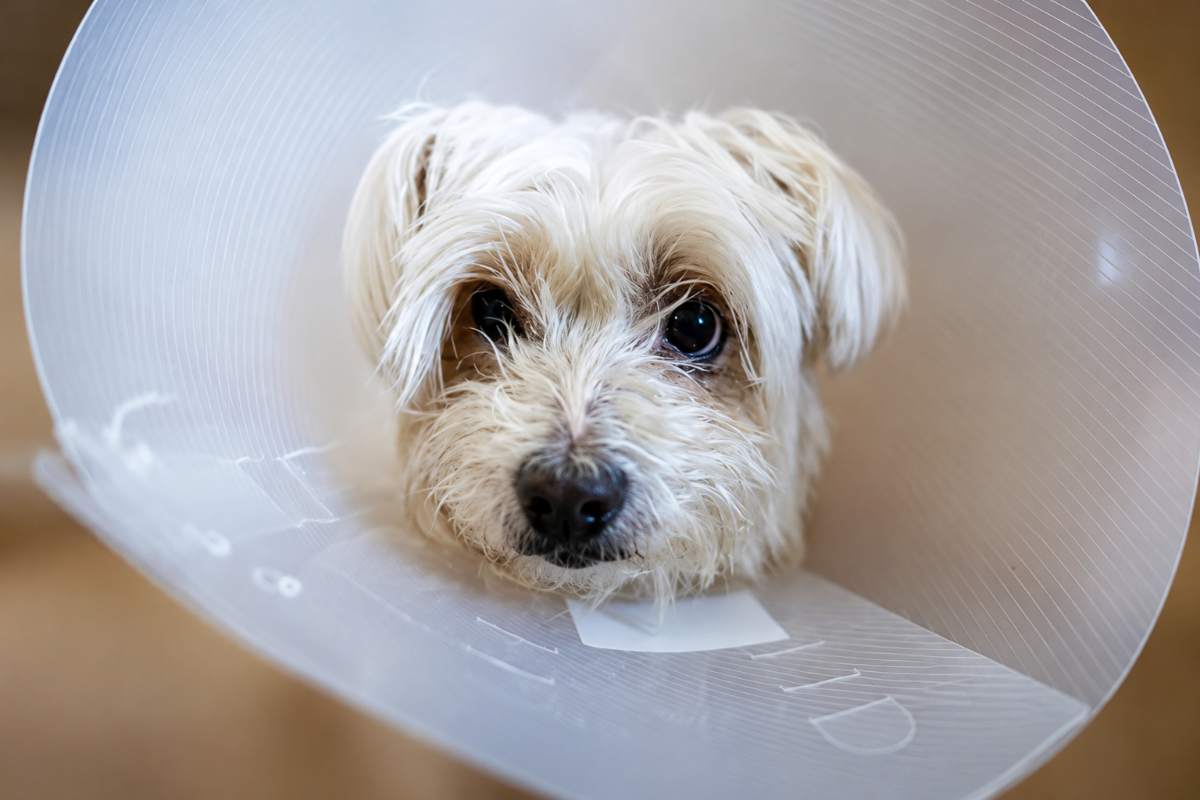 «Mi hai ucciso il cane»: proprietario aggredisce il veterinario, interviene anche la polizia