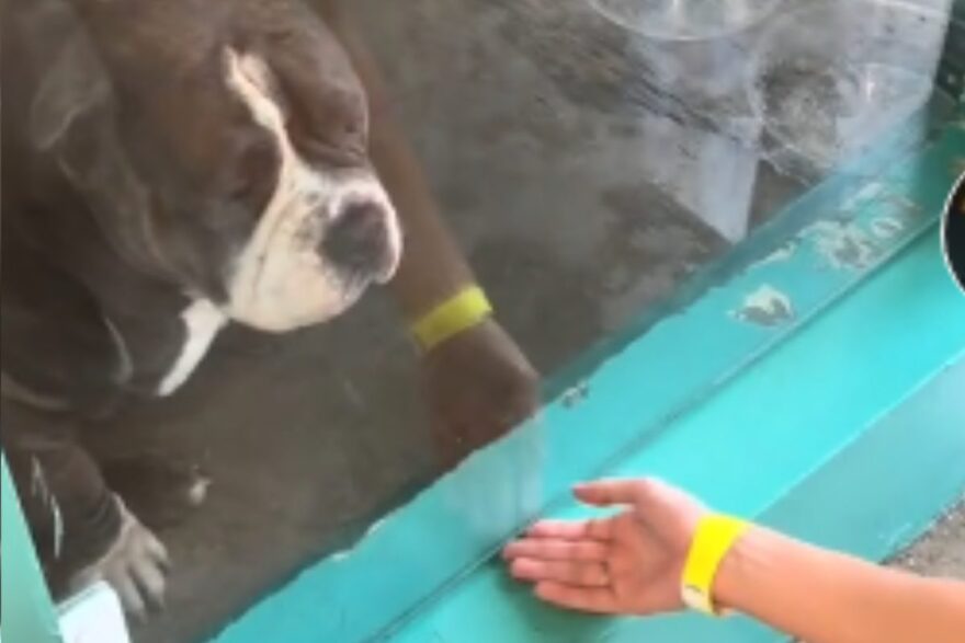 cane vittima del pregiudizio