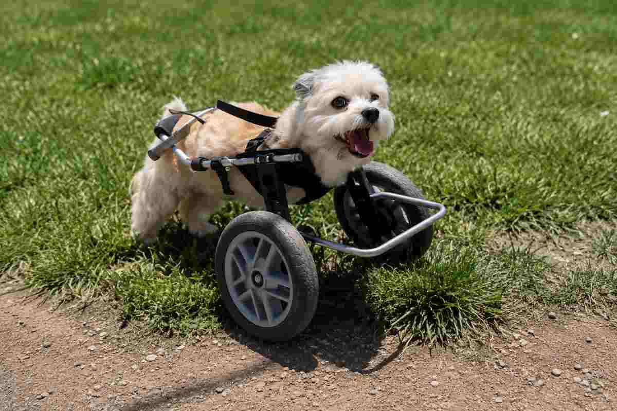 cane