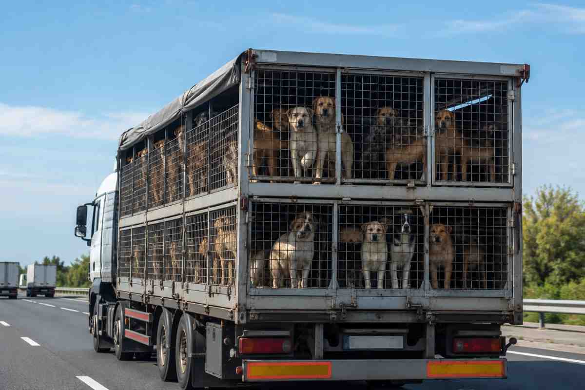 cani dentro camion 