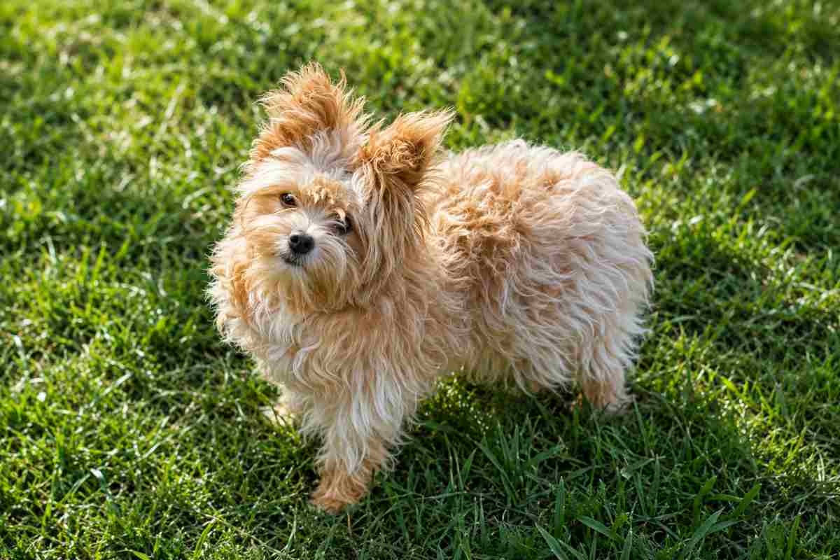 cane