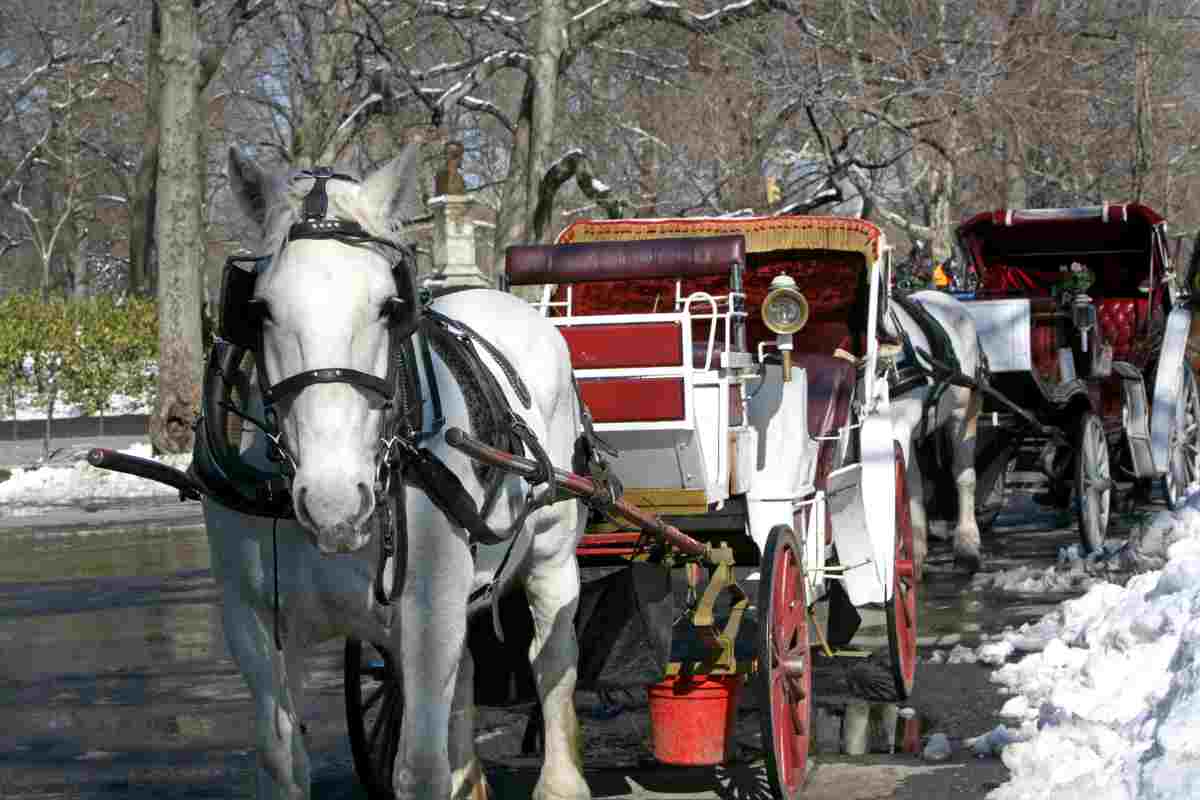 cavallo traina carrozza