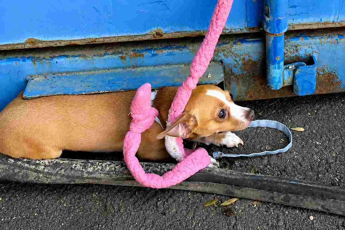 «Era bollente»: Chihuahua abbandonata davanti al rifugio in piena allerta caldo
