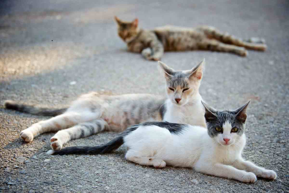 gatti randagi