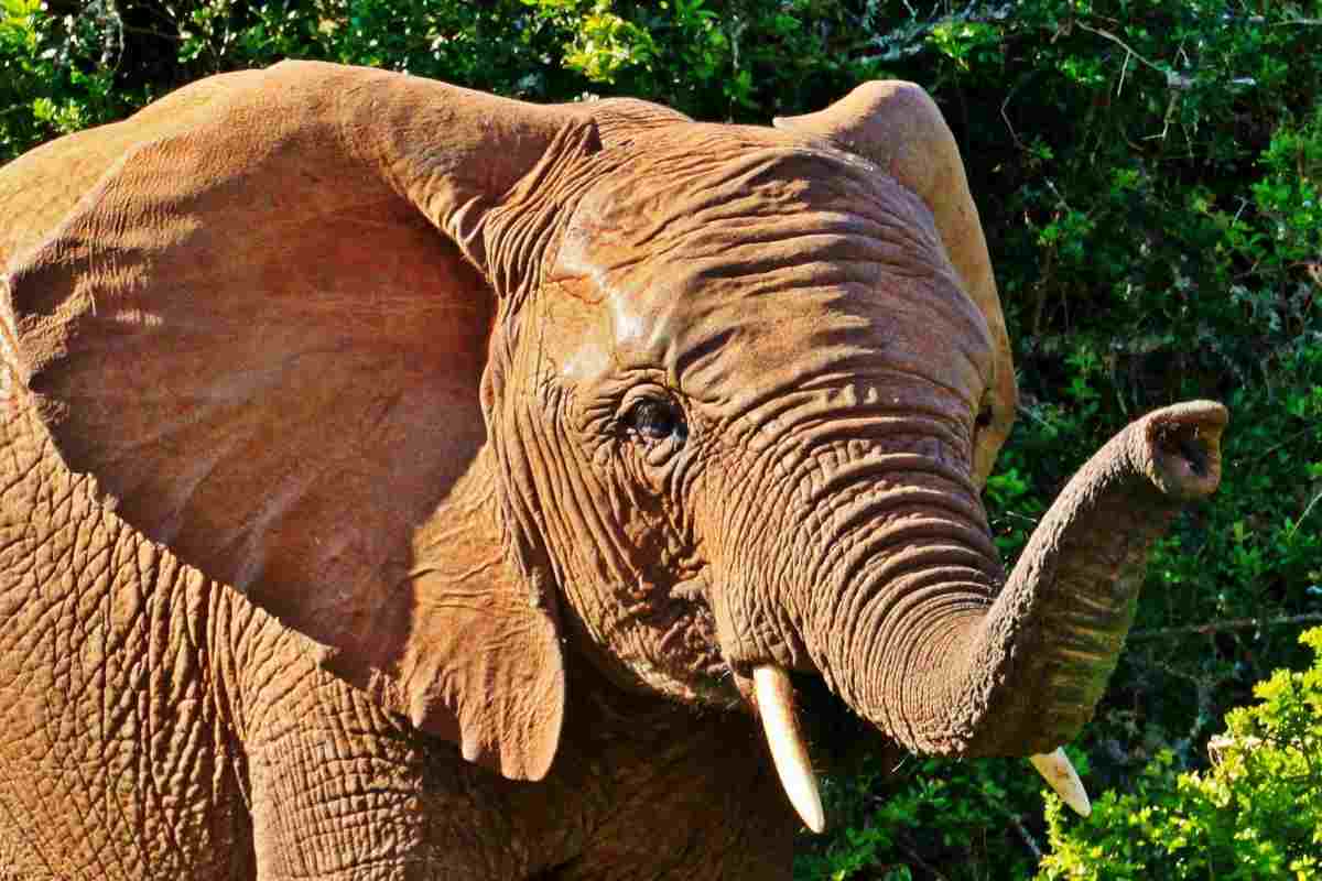 elefante