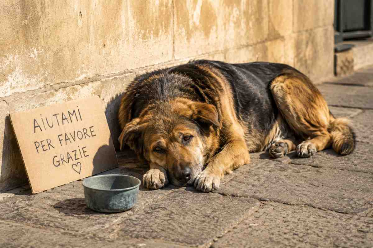 cane che chiede elemosina 