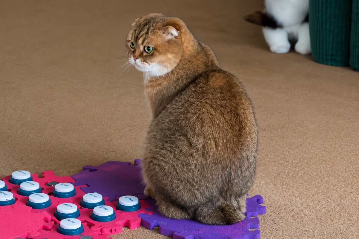 gatto 