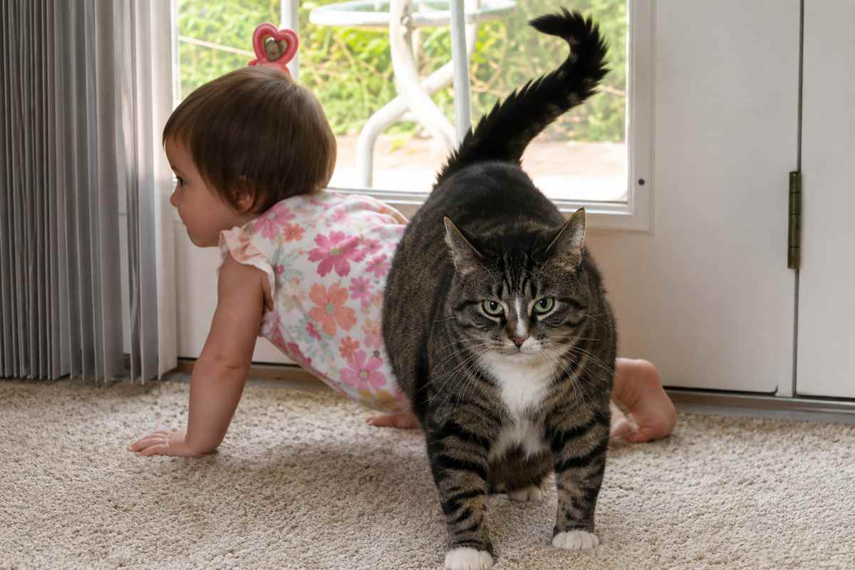 gatto e neonata 