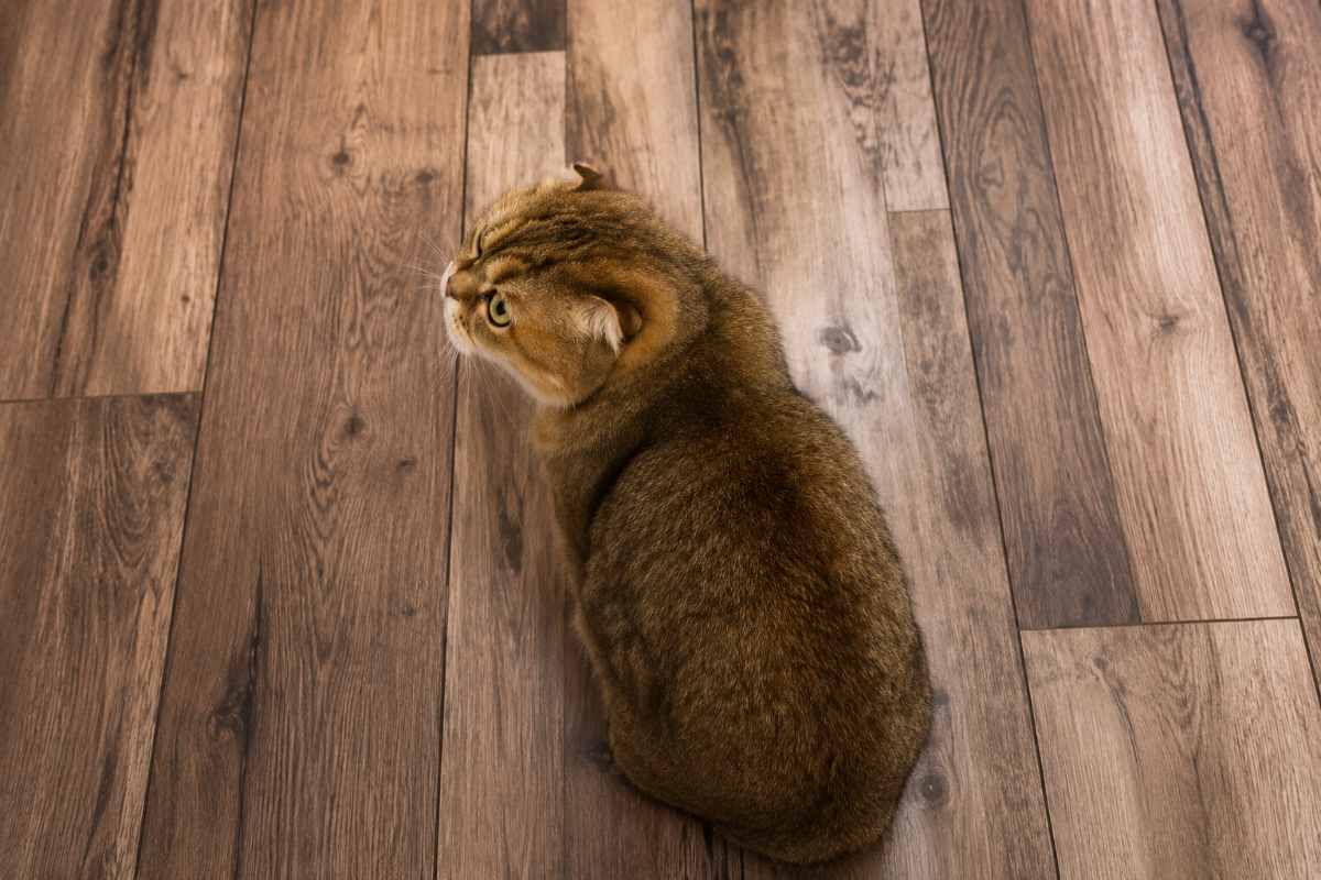 La sua umana torna dalle vacanze: quello che fa il suo gatto la lascia senza parole