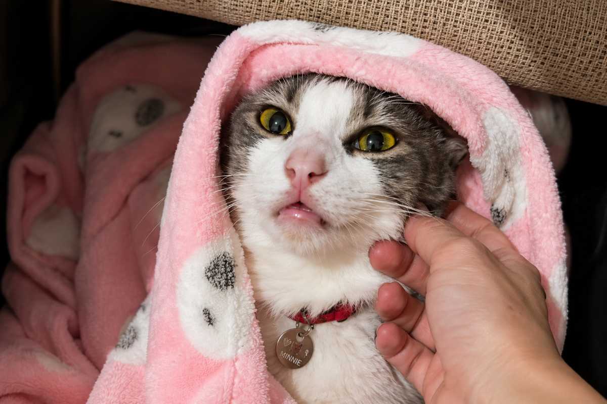 gatto con coperta 