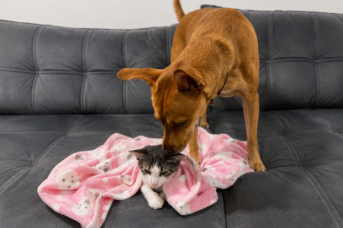 cane e gatto 