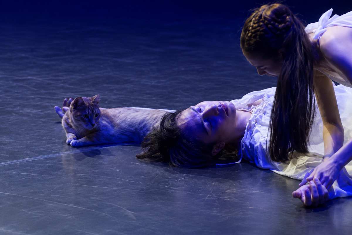 Gatto sale sul palco mentre è in scena Romeo e Giulietta: il video è divertentissimo e fa il giro del mondo