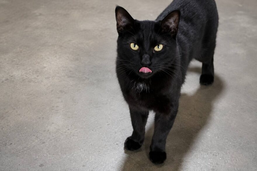 gatto nero