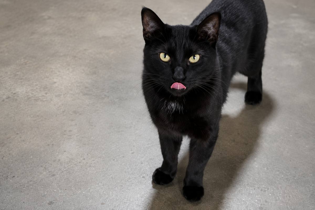 gatto nero