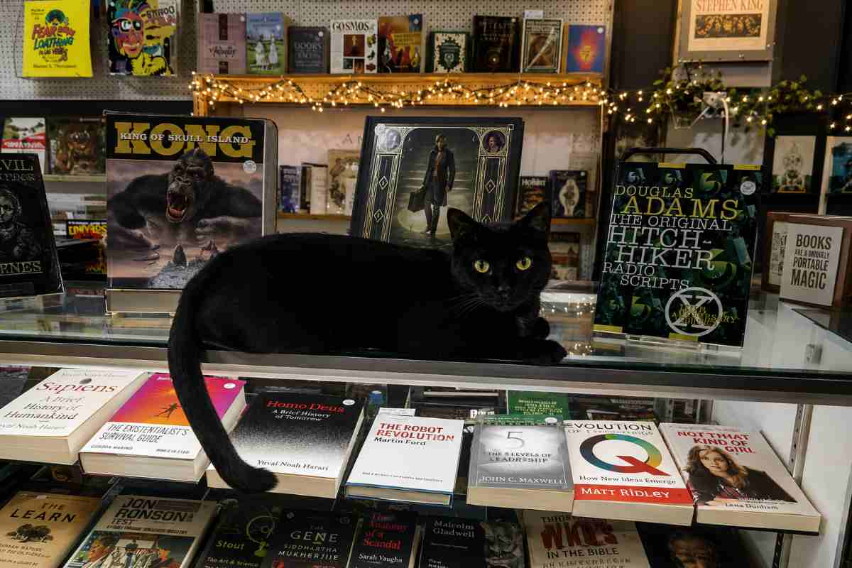 gatto in libreria