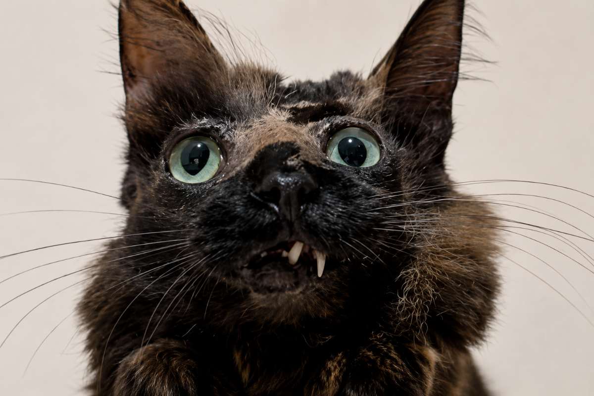 gatto 