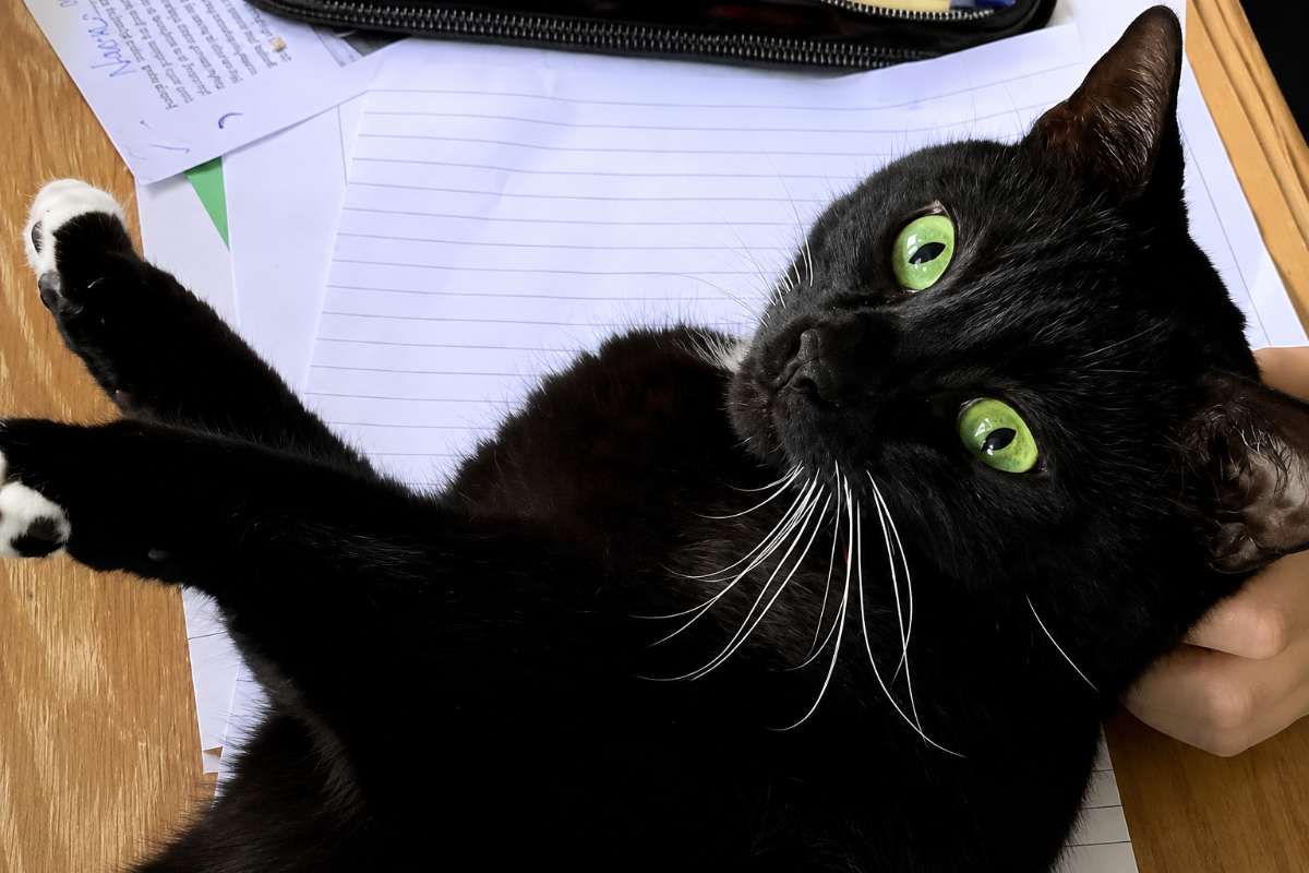 Abbandonata con una croce e un messaggio: la storia di Mittens commuove il web