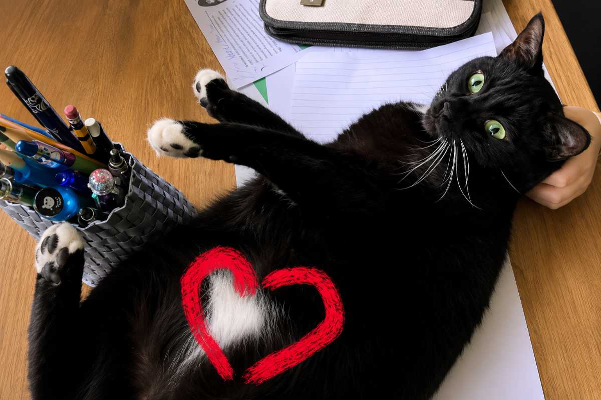 gatto con macchia a cuore