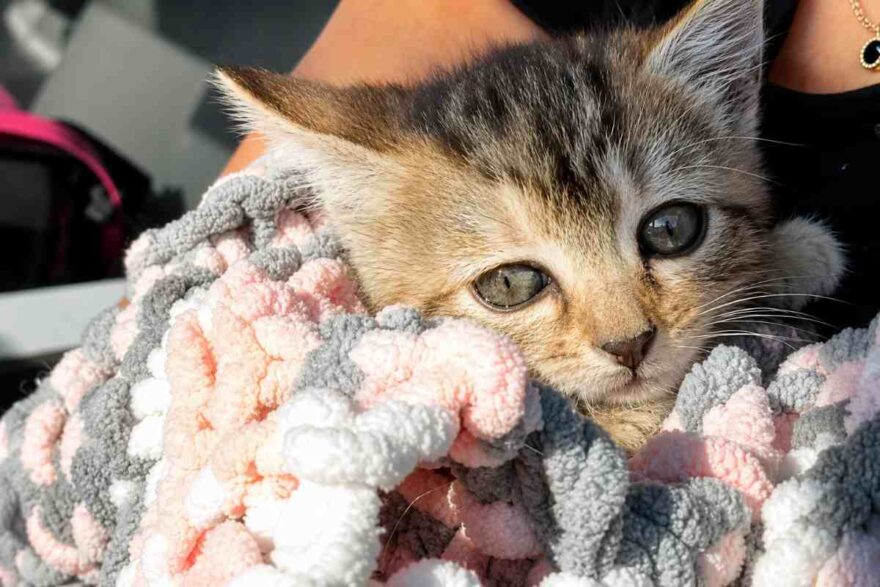 gatto nella coperta