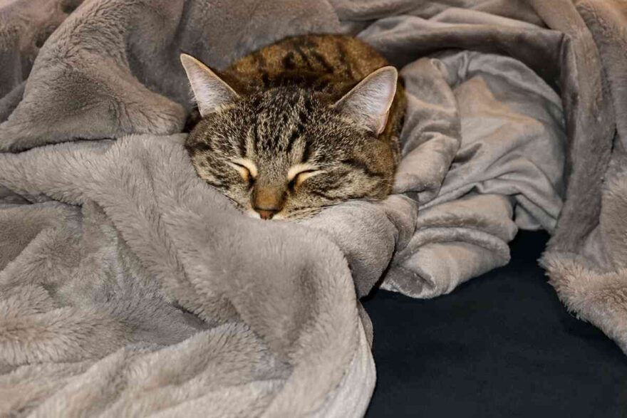 gatto coperte