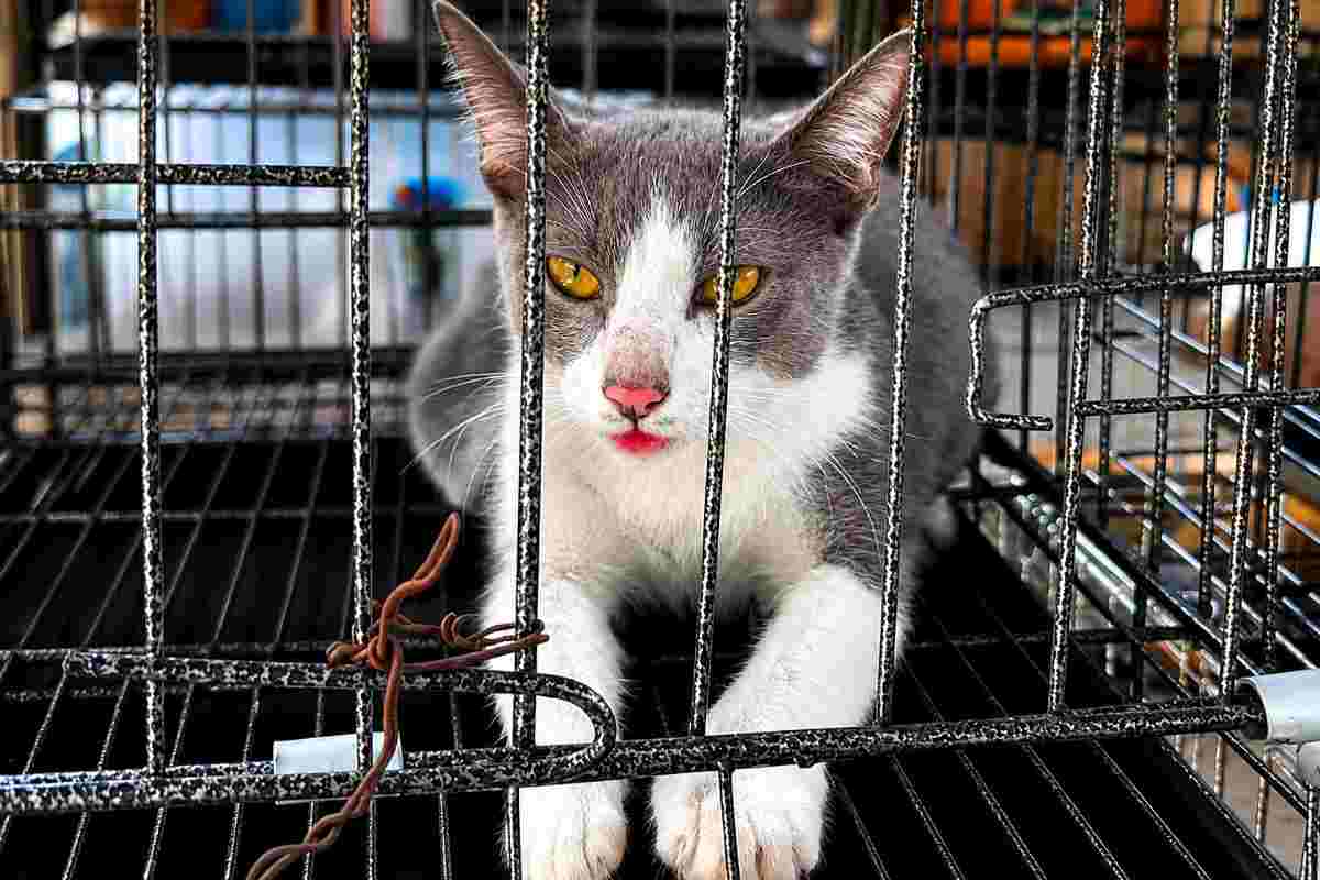 gatto