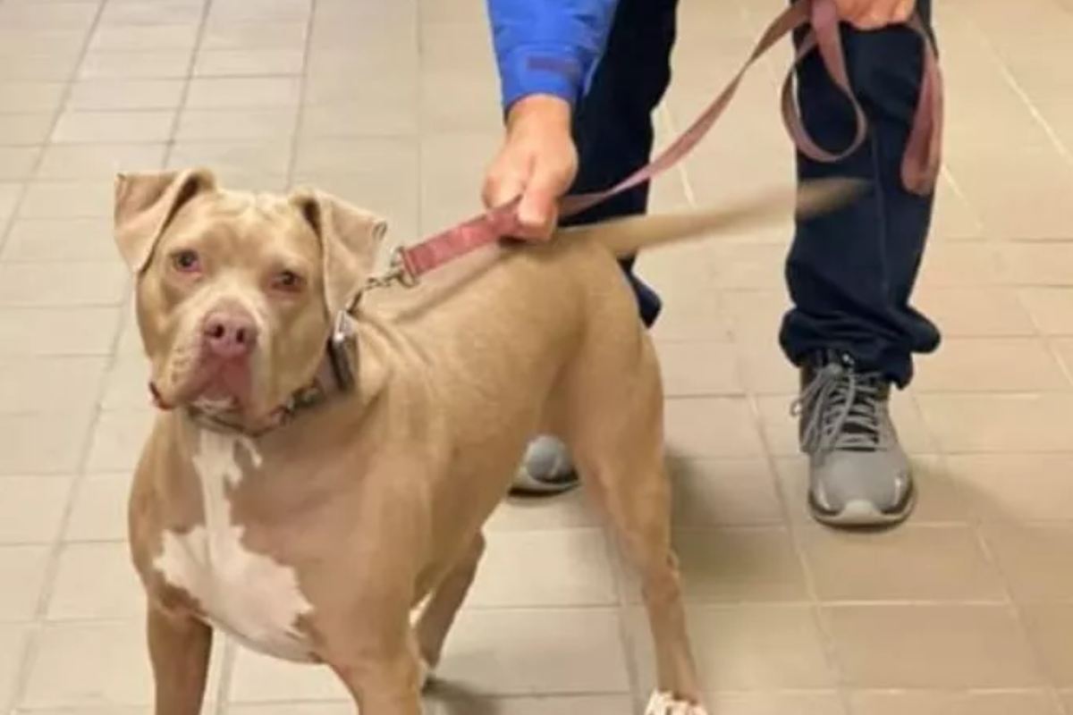 cagnolino dopo l'incidente