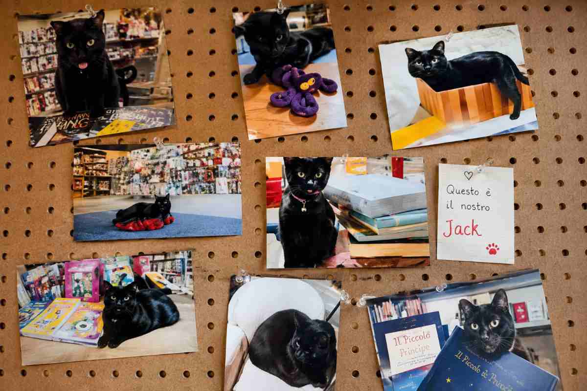foto gatto in libreria