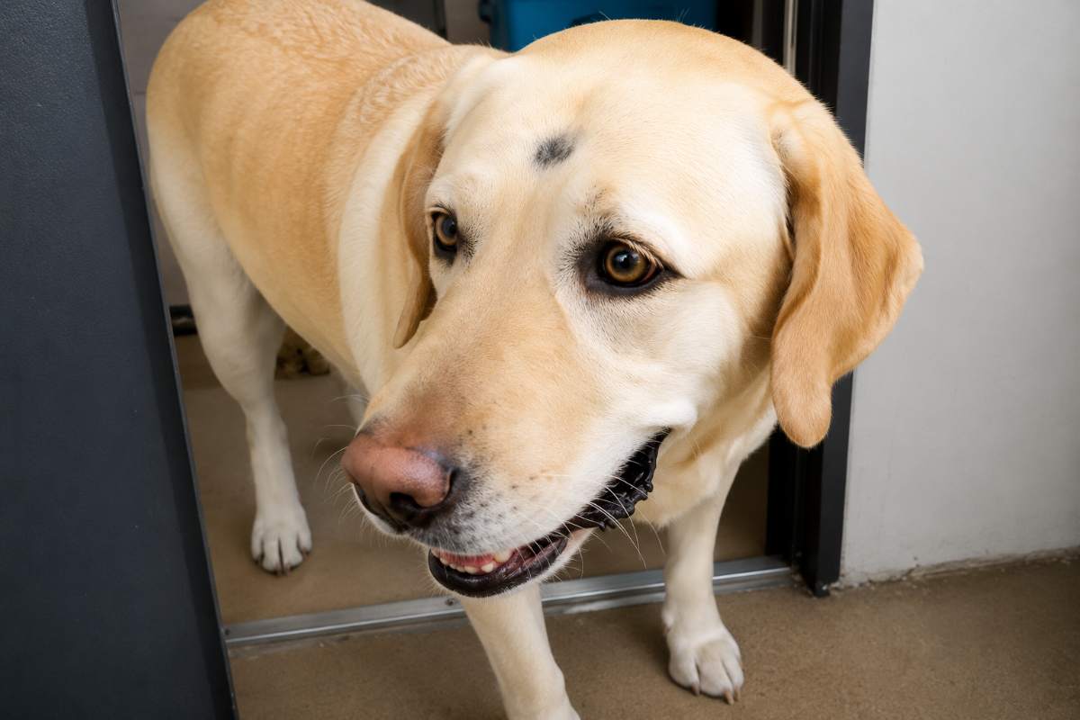 cane