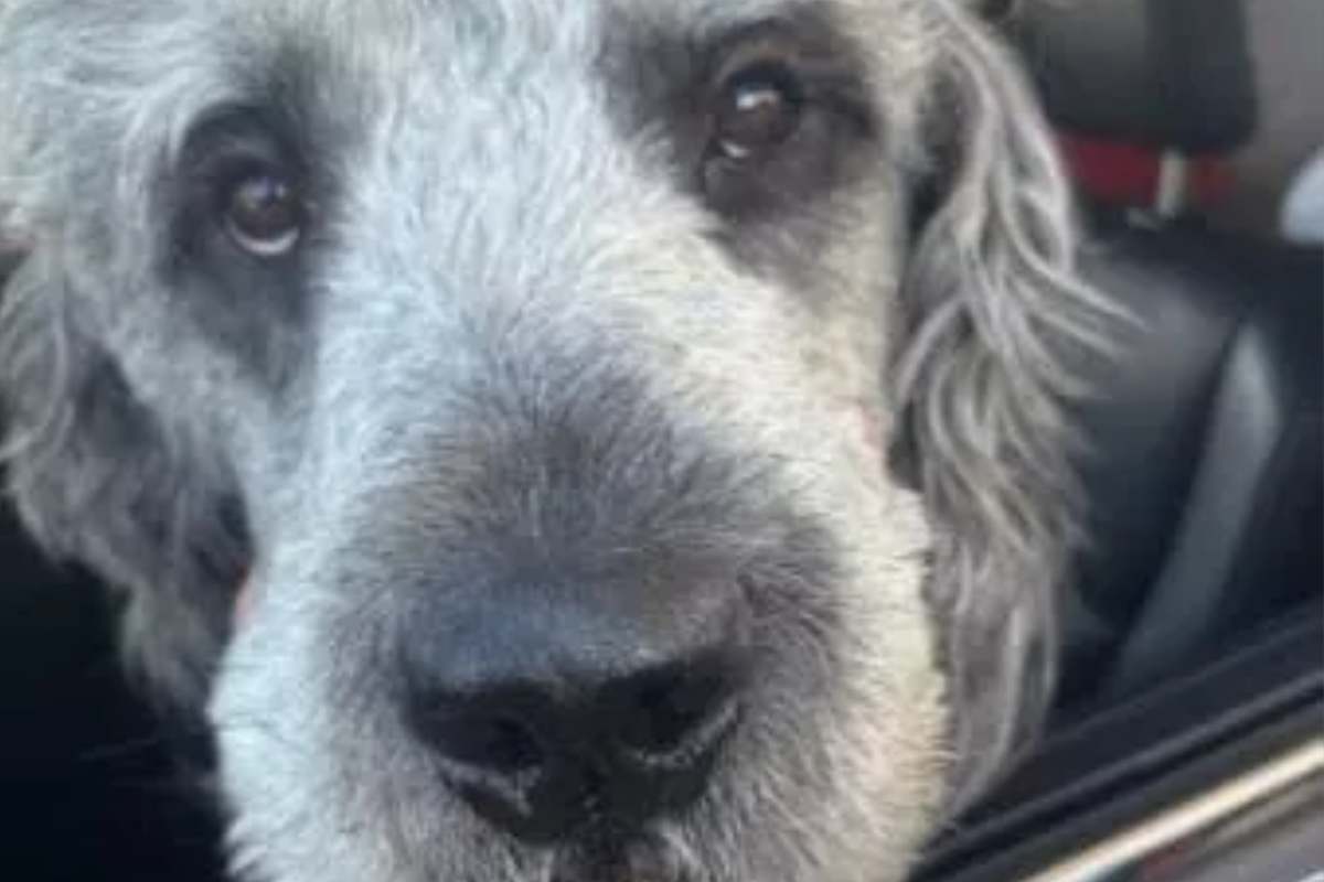 lo sguardo del cagnolino