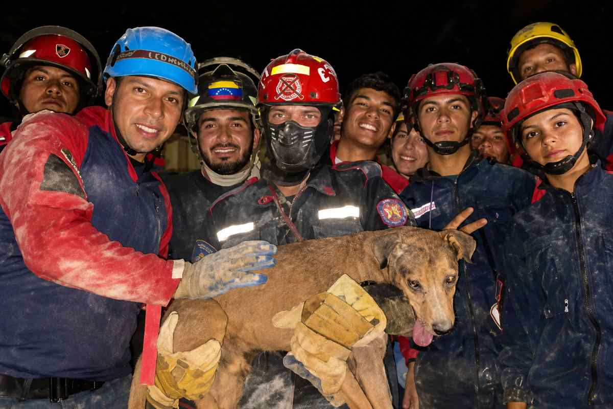 cane salvataggio macerie 