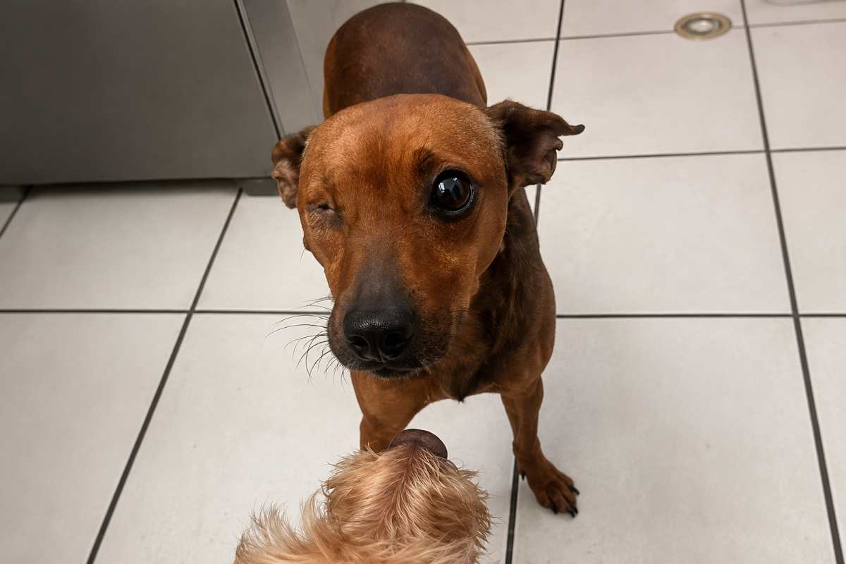 cane senza occhio
