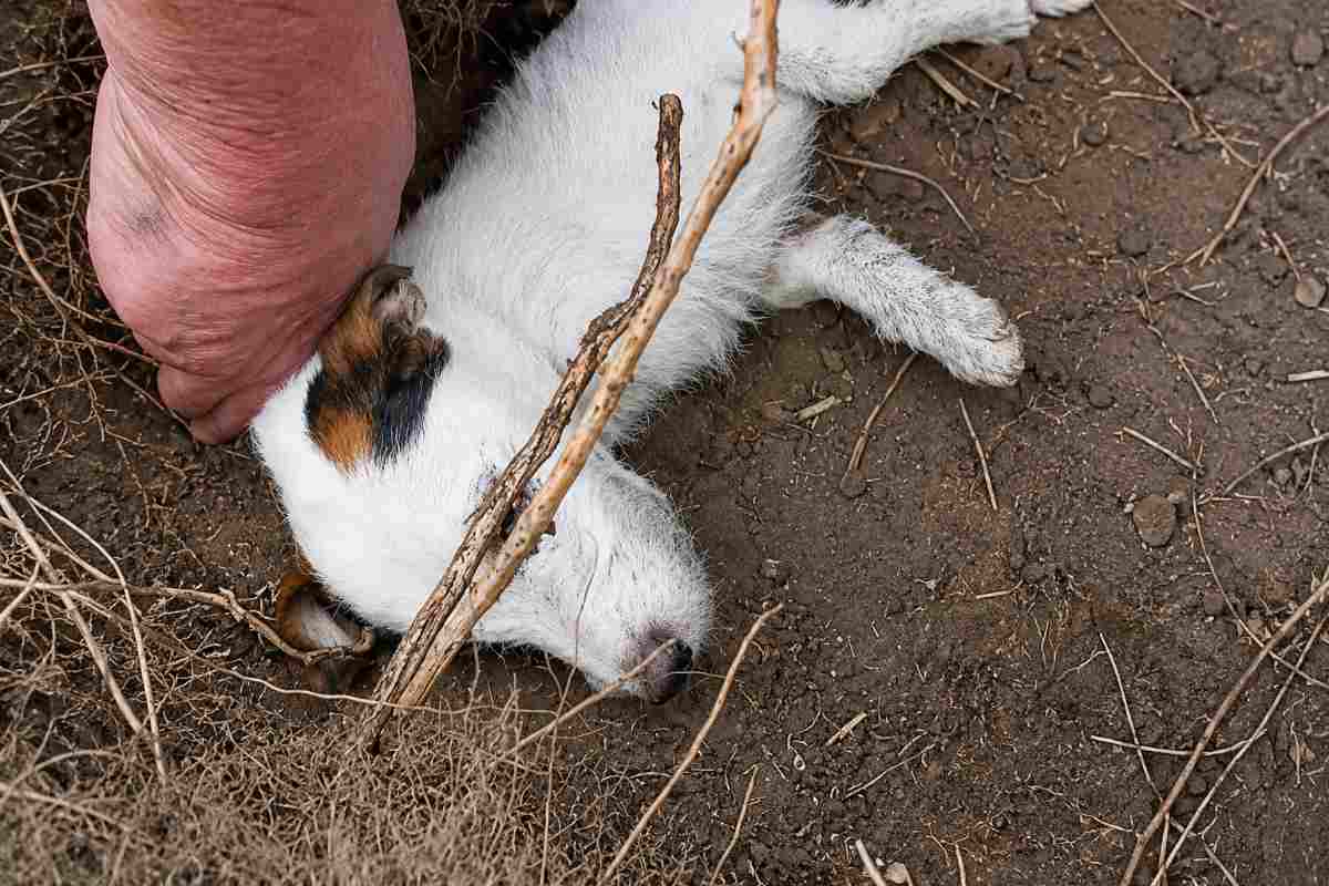 cane
