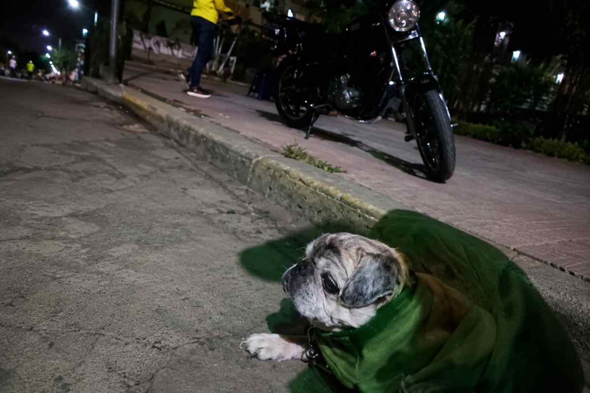 cane