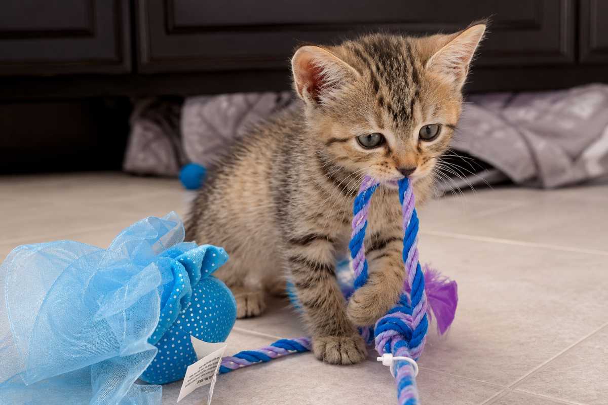 gatto che gioca