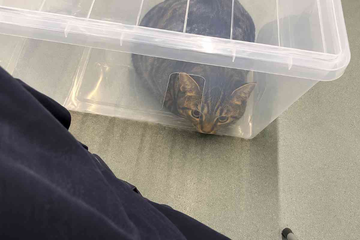gatto nella scatola 