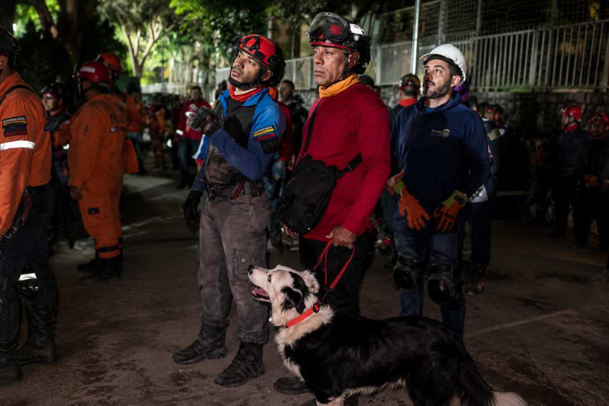 cane salvataggio 