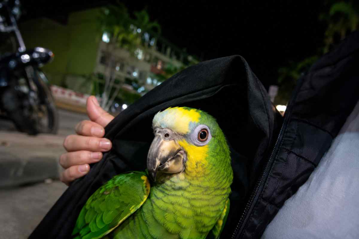 pappagallo 