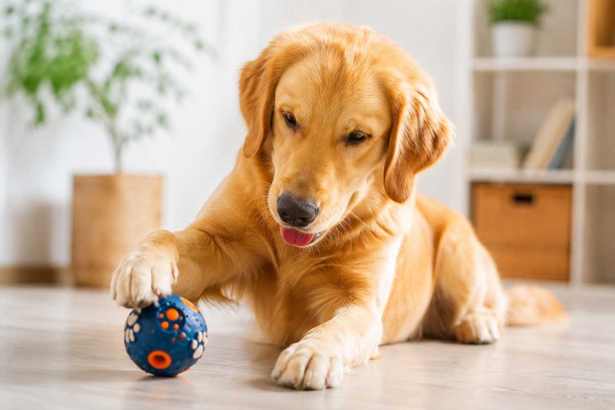 cane con gioco