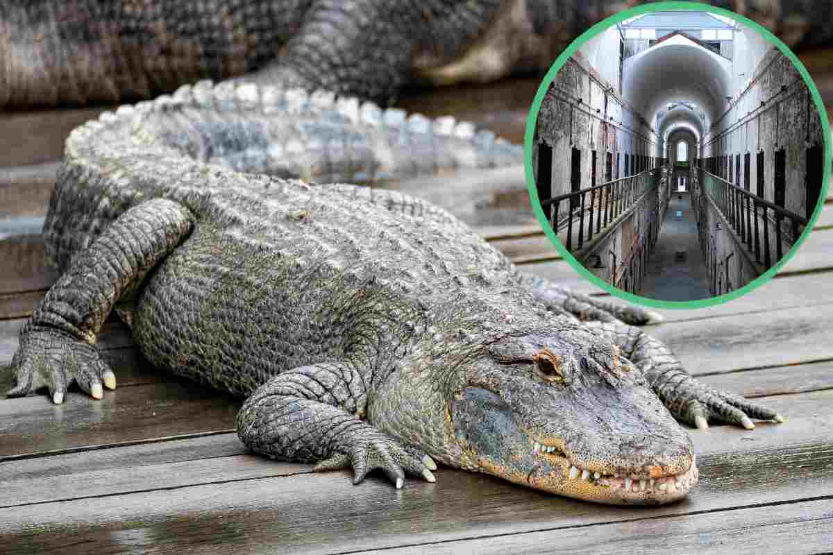 “Alligator Alcatraz”: il progetto che vuole trasformare i coccodrilli in sentinelle delle carceri