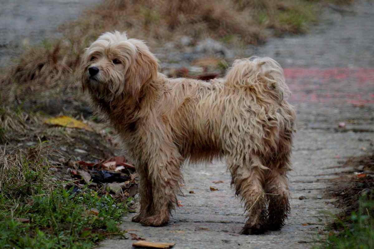 Cagnolino abbandonato