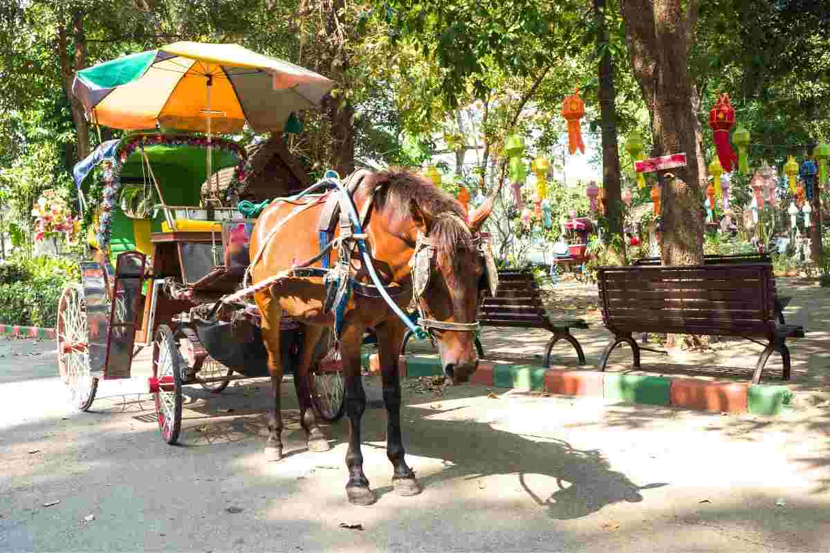 Cavallo che traina una carrozza