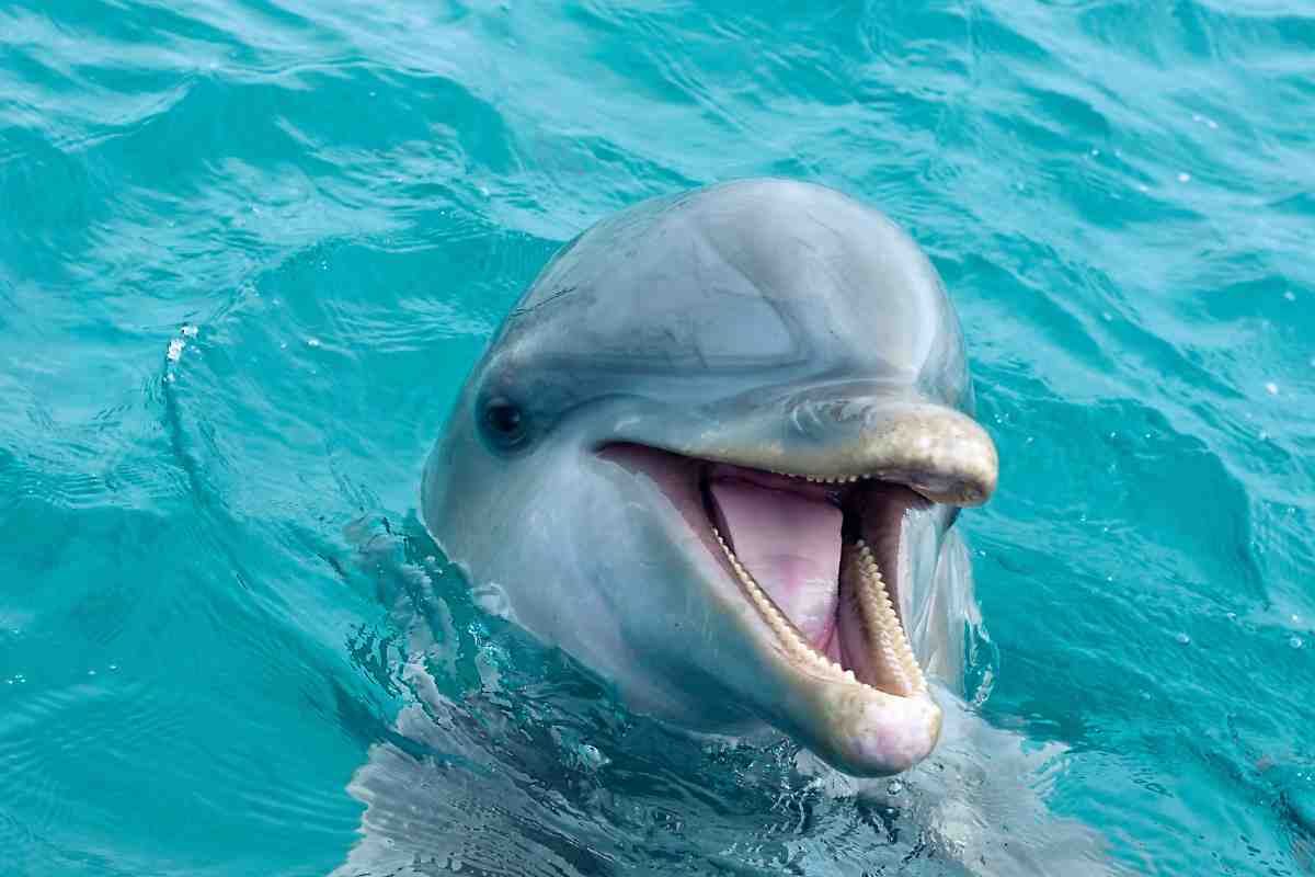 un delfino