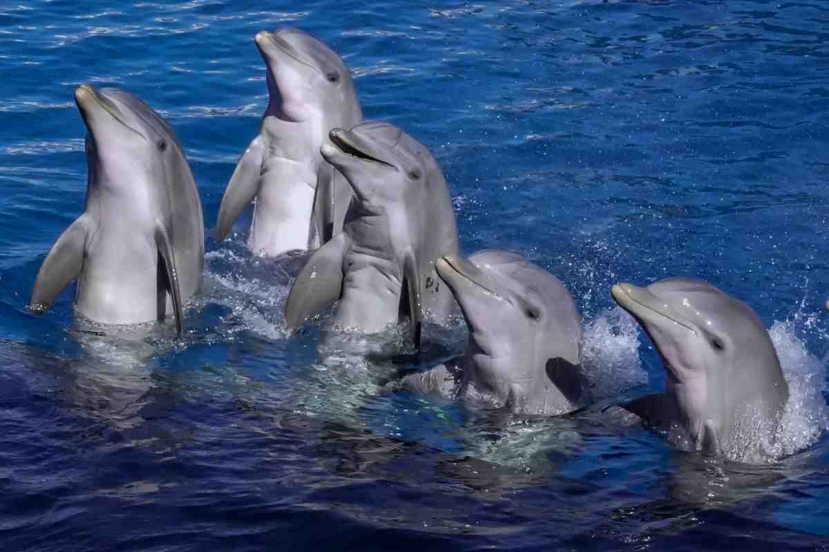 delfini