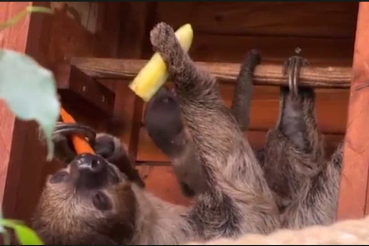 Bradipo con cucciolo 